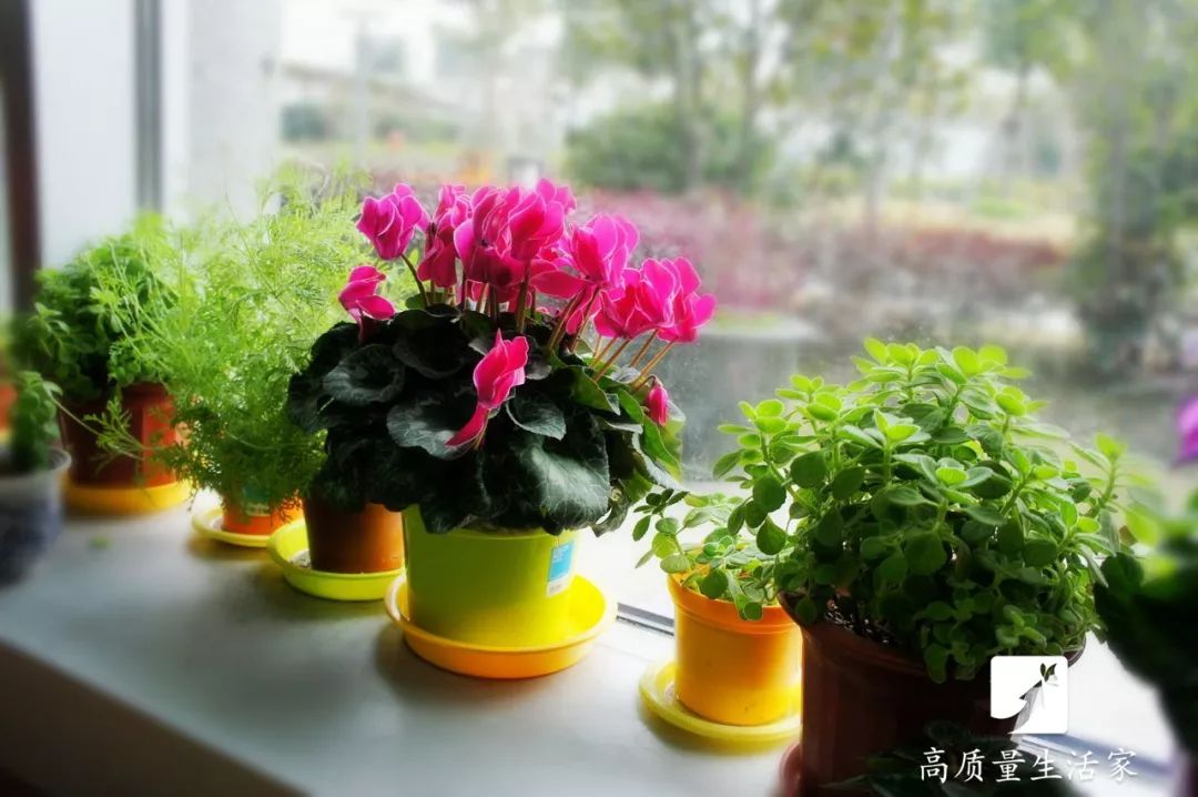 装修房子吸甲醛最好的是什么植物,吸甲醛最好的植物排行榜