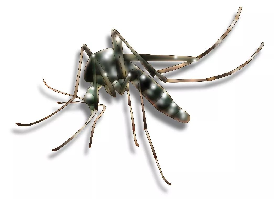 @全体南宁人，赶紧翻盆倒罐动起来！“三红”、“三痛”又是啥?