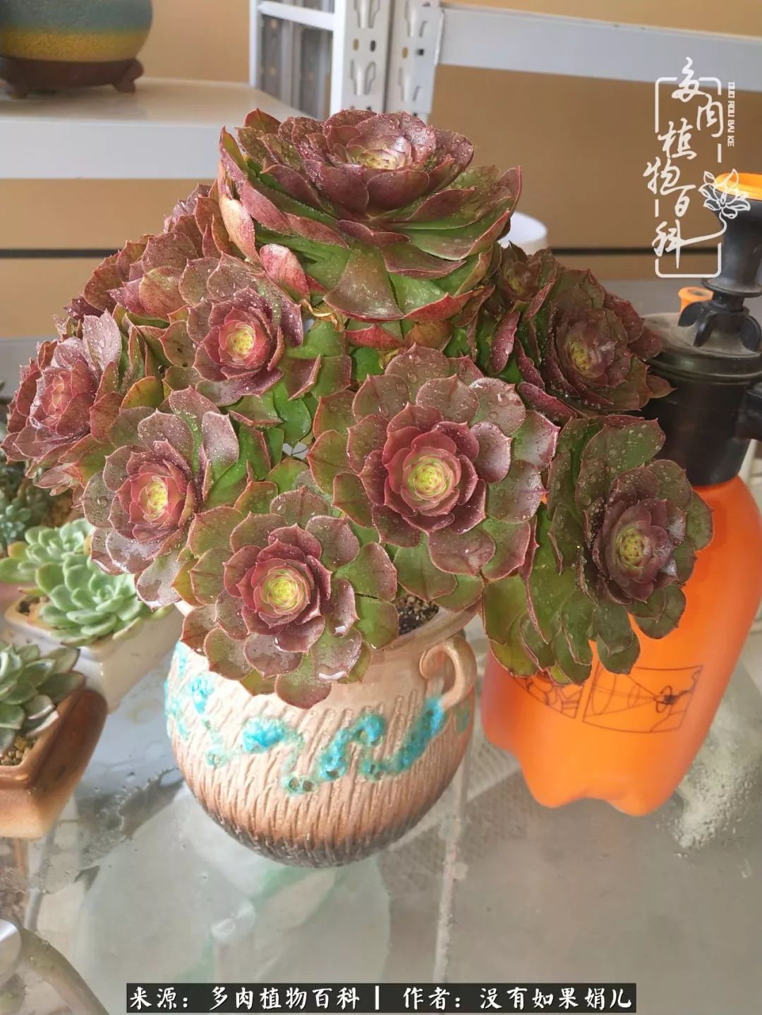 一个80后的养殖人,农村80后养肉人