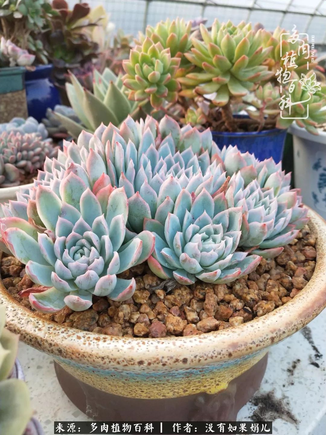 一个80后的养殖人,农村80后养肉人