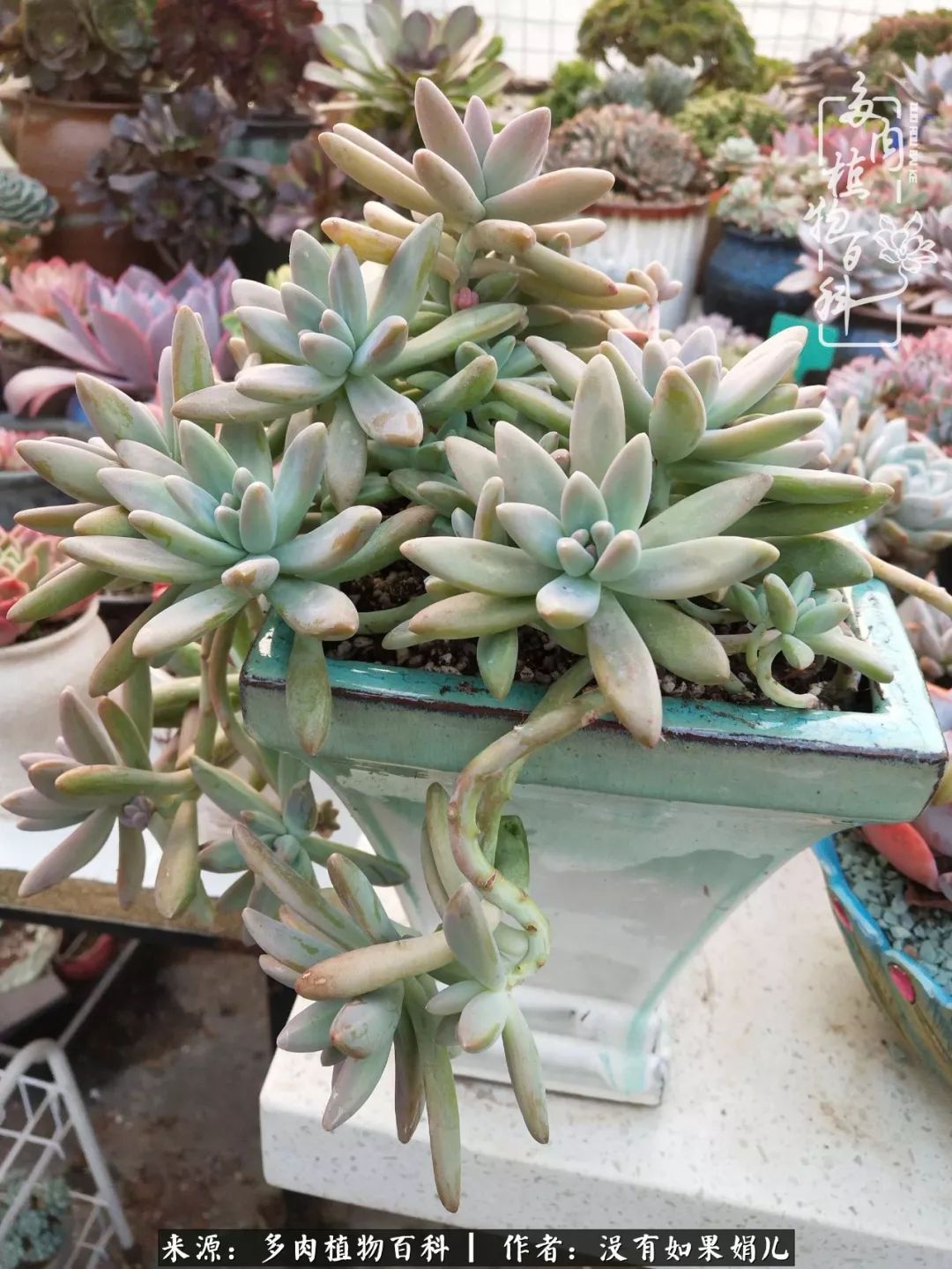 一个80后的养殖人,农村80后养肉人