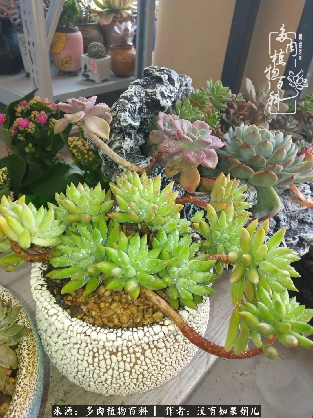 一个80后的养殖人,农村80后养肉人