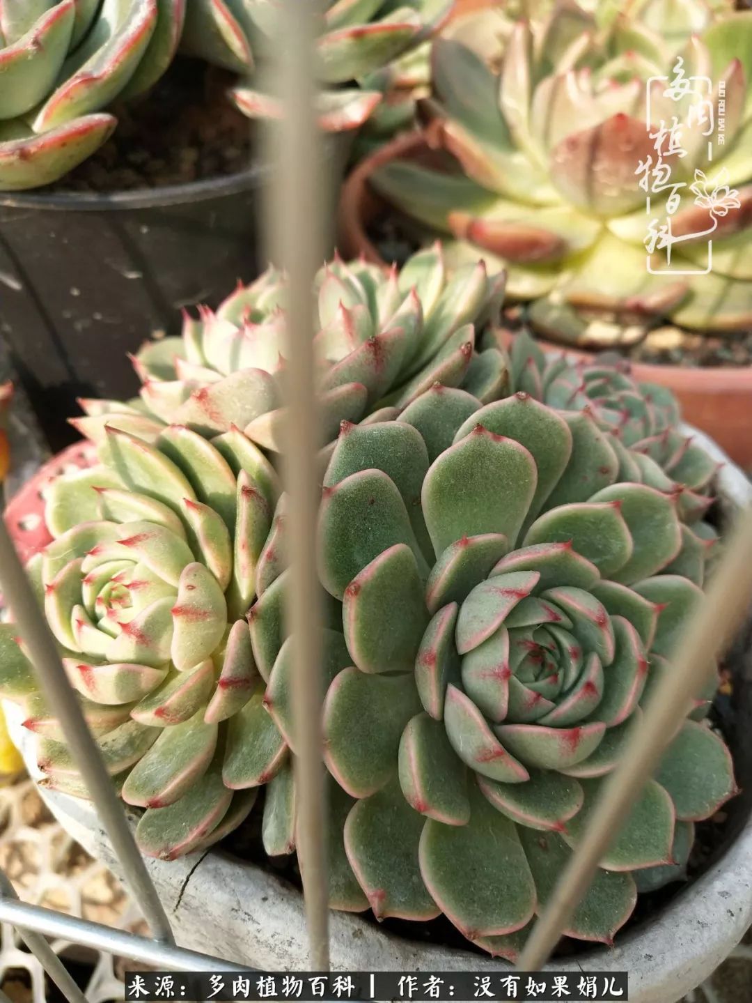 一个80后的养殖人,农村80后养肉人