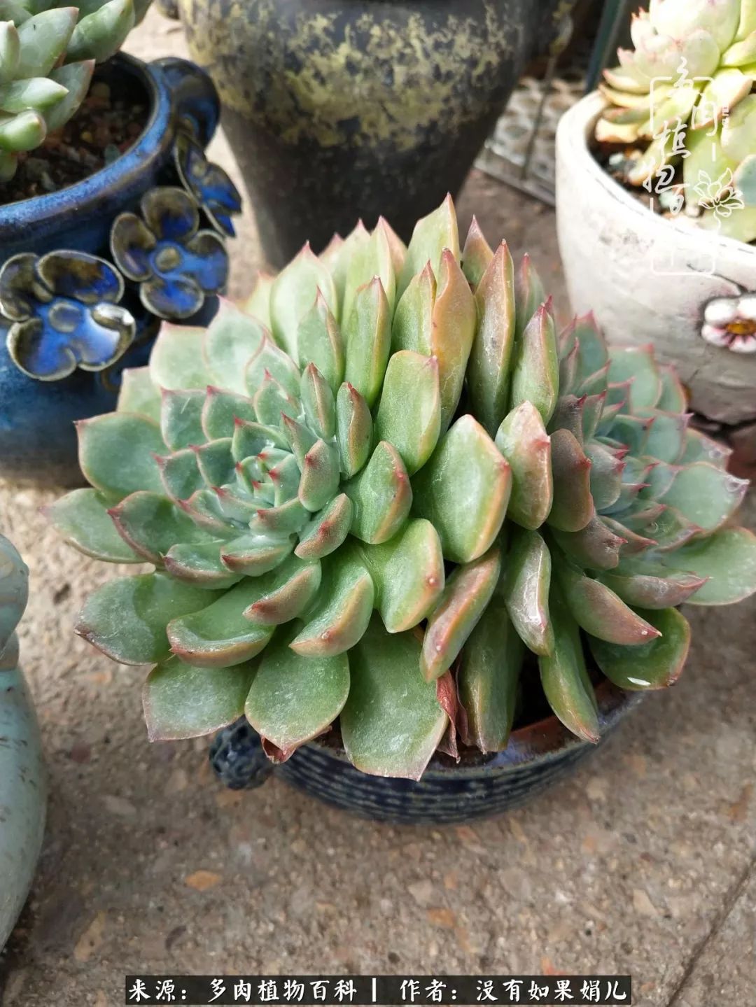 一个80后的养殖人,农村80后养肉人