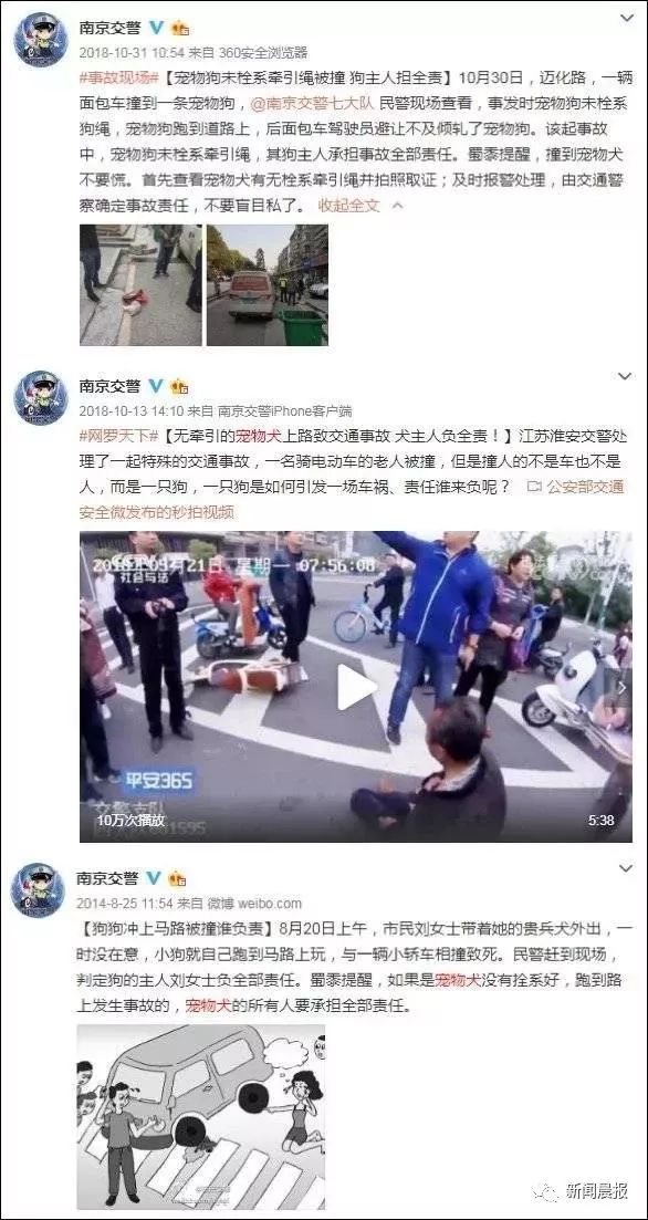 女子开车撞狗怎么判,女子驾车撞狗被判主责