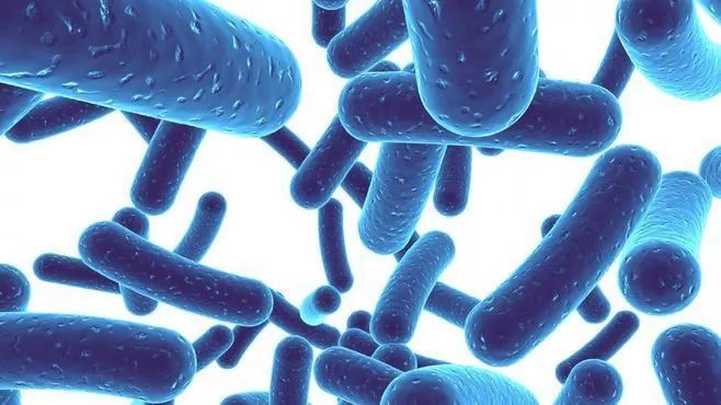 想减肥必须先清肠吗,想减肥先通便