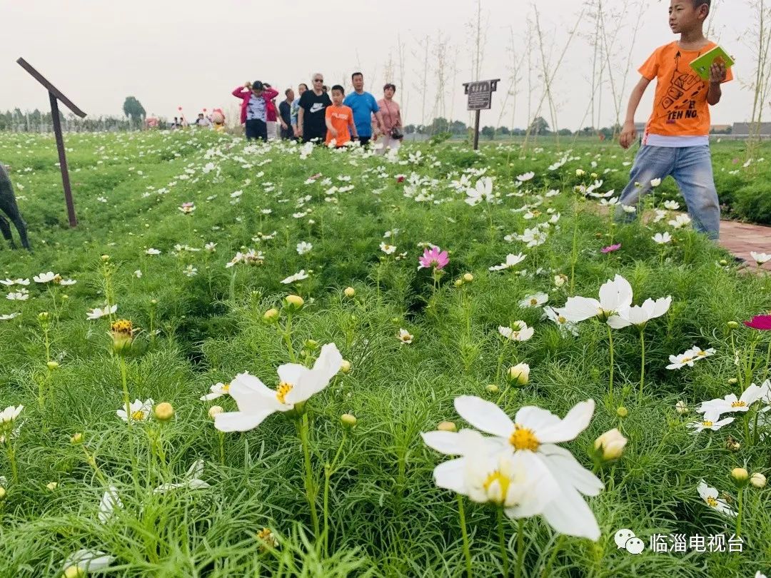 临淄花海公园在哪里,淄博临淄花海攻略