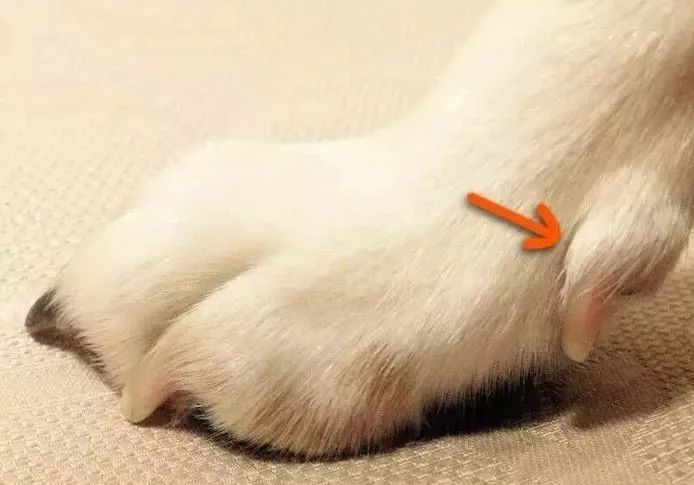 科普狗狗有几个脚趾头你知道吗,你了解狗狗的条件反射吗