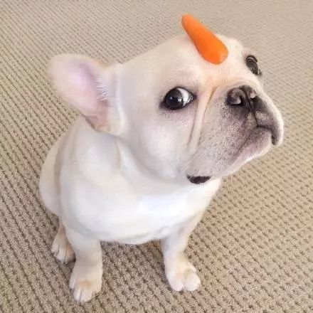 科普狗狗有几个脚趾头你知道吗,你了解狗狗的条件反射吗