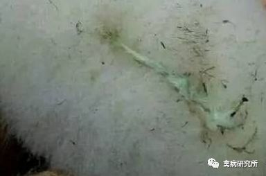 小鹅瘟疫为什么这么严重,小鹅苗近期生病是什么原因