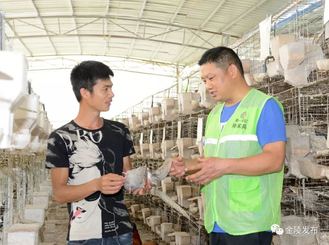 飞入贫困之家的“致富鸽”