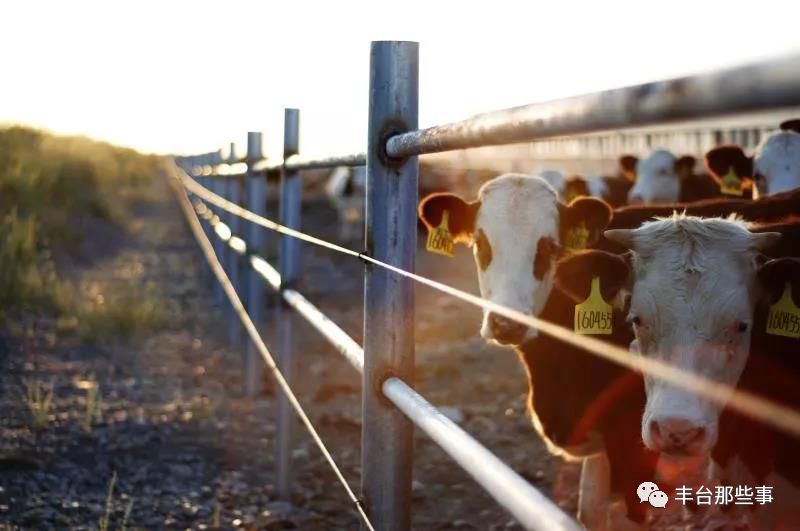 OMG！拿下万千家庭，一口就上瘾~~仅有1/1000的人才能喝到的“奶中贵族”，竟然是它