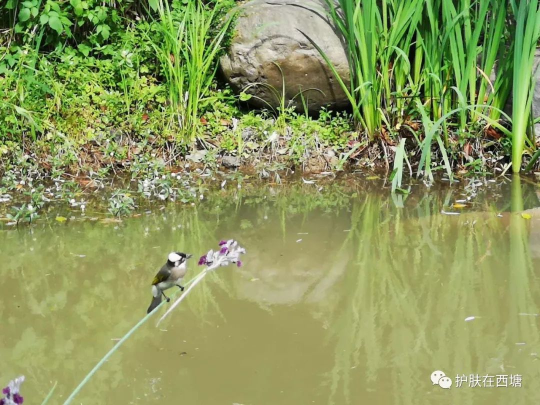 关于皮肤皮炎的几种症状,面部激素依赖性皮炎能好吗