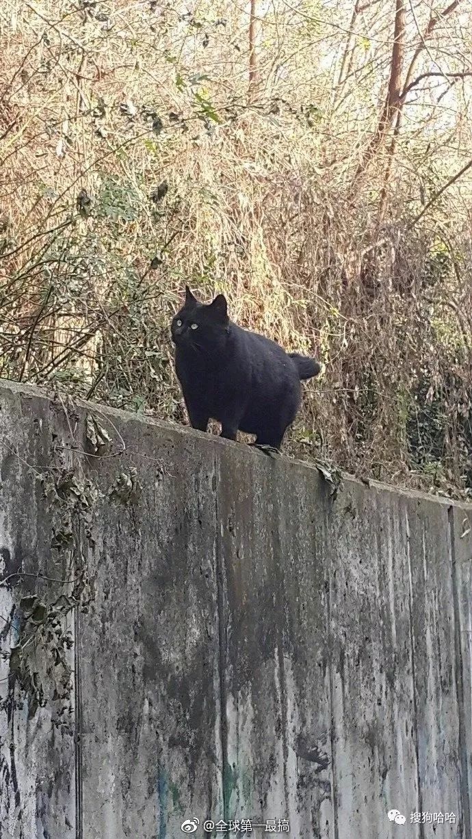 小学生搞笑作文爸爸的绝招,爸爸的十个绝招