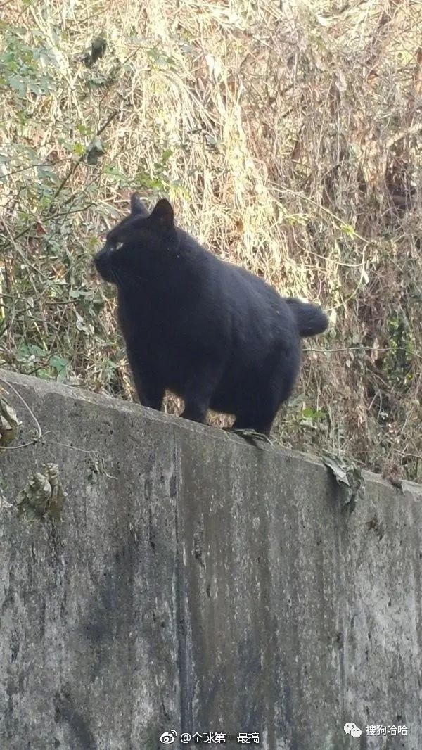 小学生搞笑作文爸爸的绝招,爸爸的十个绝招