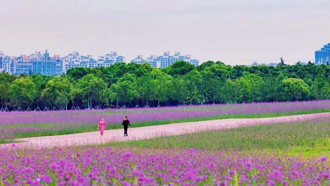 上海奉贤花海免费景点,上海奉贤花海