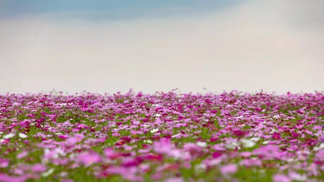上海奉贤花海免费景点,上海奉贤花海