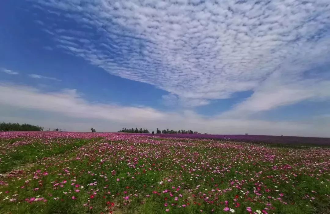 上海奉贤花海免费景点,上海奉贤花海