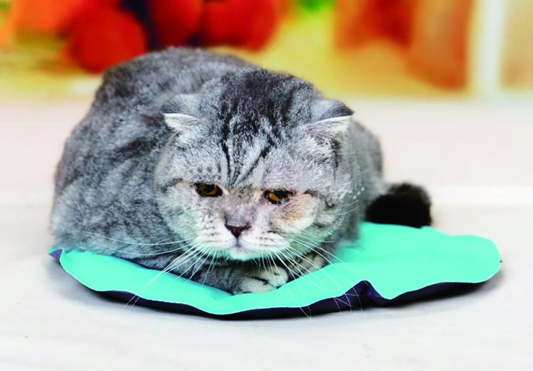 宠物夏季冰窝降温凉垫有用吗,宠物凉垫有哪些