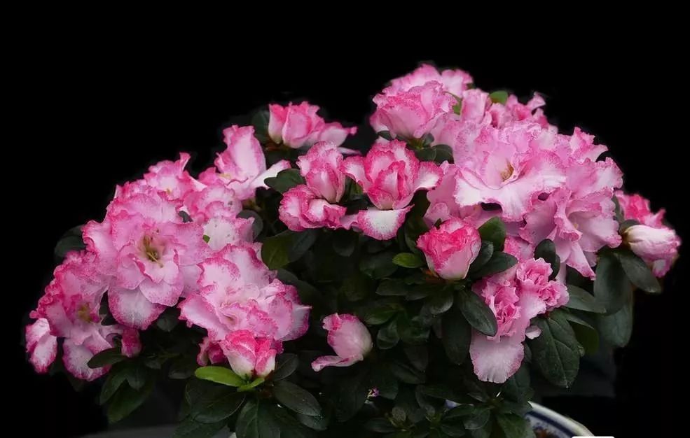 什么植物去甲醛最好又适合放卧室,吸甲醛最好的植物排行