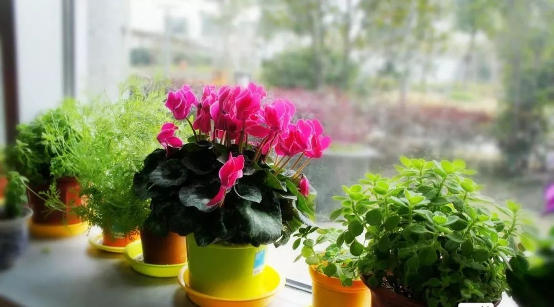 什么植物去甲醛最好又适合放卧室,吸甲醛最好的植物排行