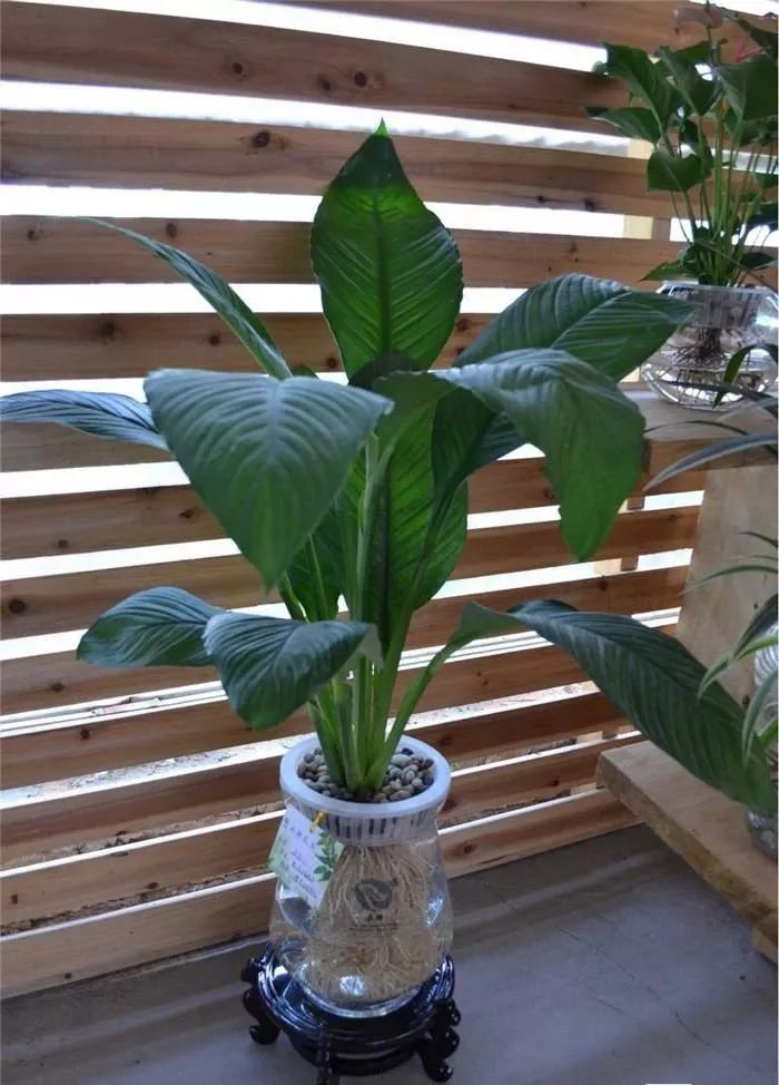 什么植物去甲醛最好又适合放卧室,吸甲醛最好的植物排行