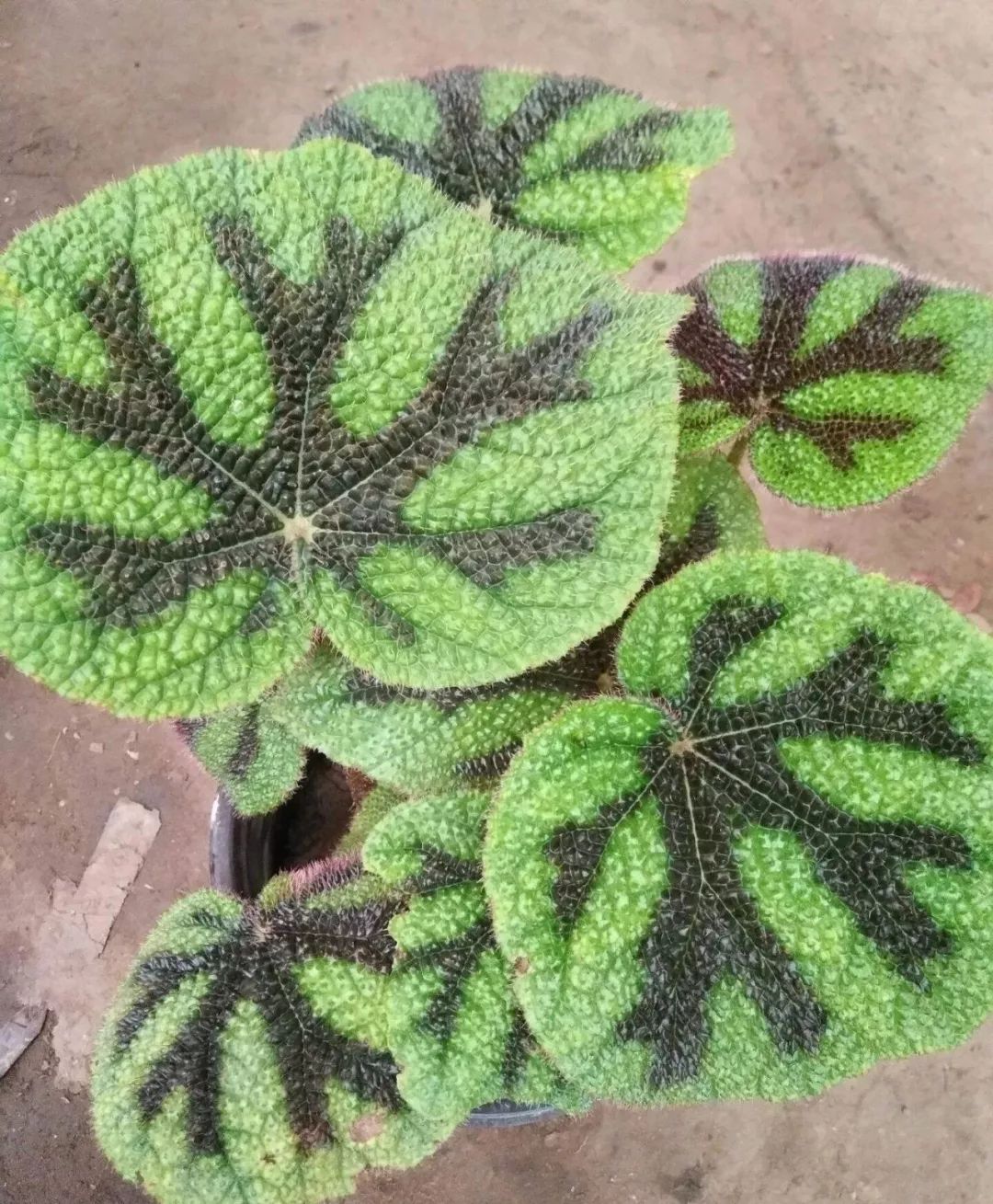 什么植物去甲醛最好又适合放卧室,吸甲醛最好的植物排行