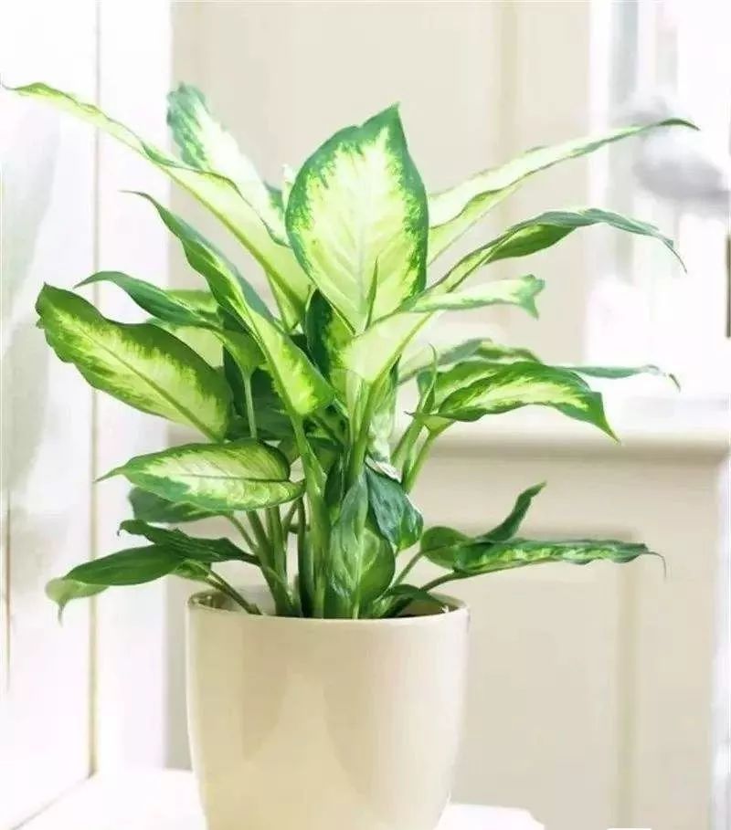 什么植物去甲醛最好又适合放卧室,吸甲醛最好的植物排行