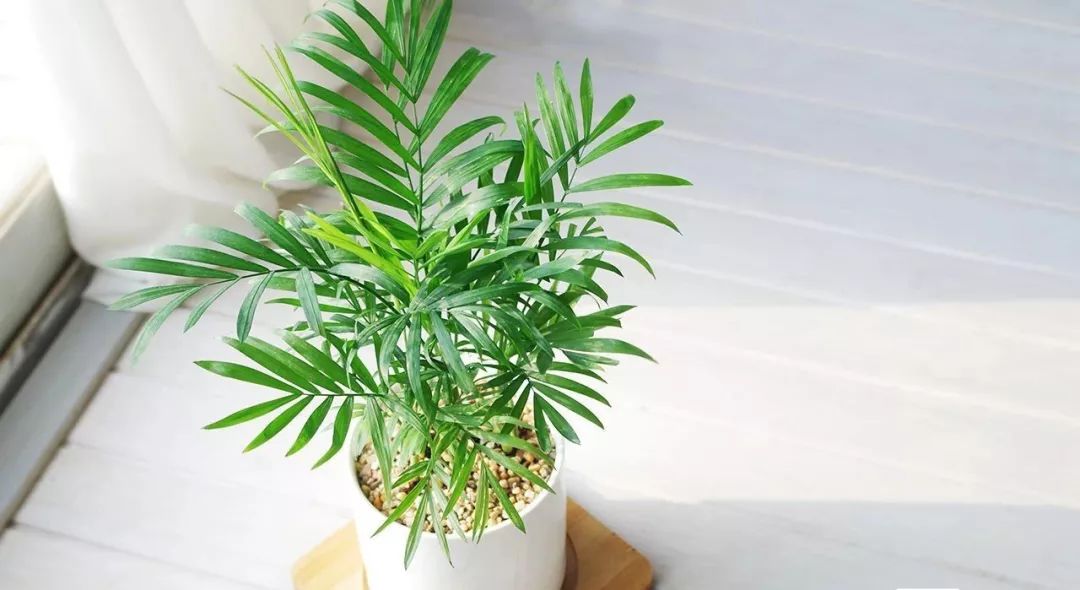 什么植物去甲醛最好又适合放卧室,吸甲醛最好的植物排行