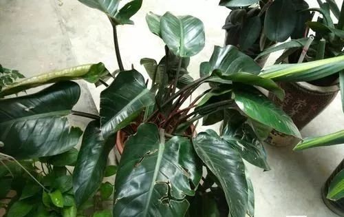 什么植物去甲醛最好又适合放卧室,吸甲醛最好的植物排行