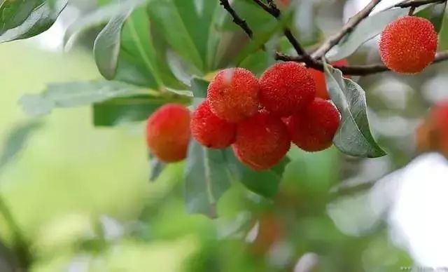 今年的杨梅哪里有采摘的,端午节摘杨梅的地方