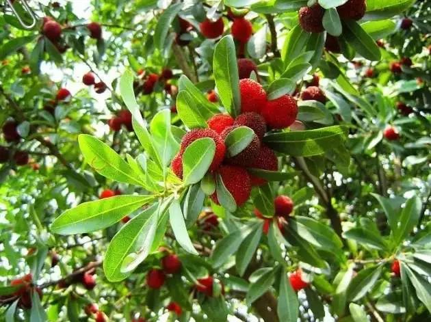 今年的杨梅哪里有采摘的,端午节摘杨梅的地方