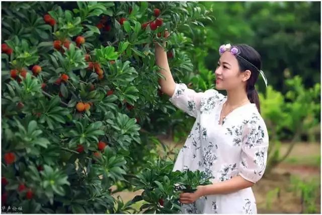 今年的杨梅哪里有采摘的,端午节摘杨梅的地方