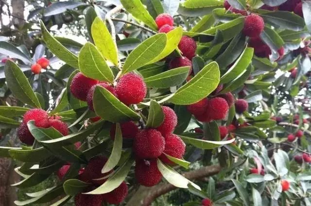 今年的杨梅哪里有采摘的,端午节摘杨梅的地方