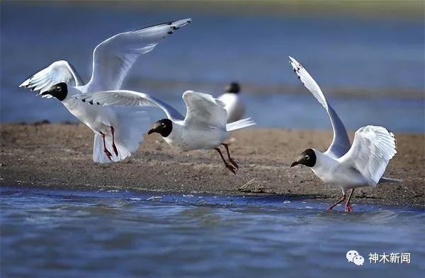 端午节你不知道的菜单,端午节必须做的三件事