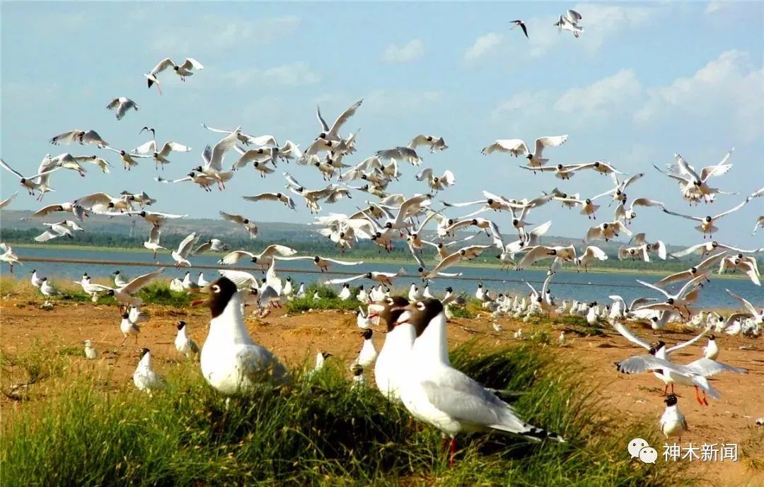 端午节你不知道的菜单,端午节必须做的三件事