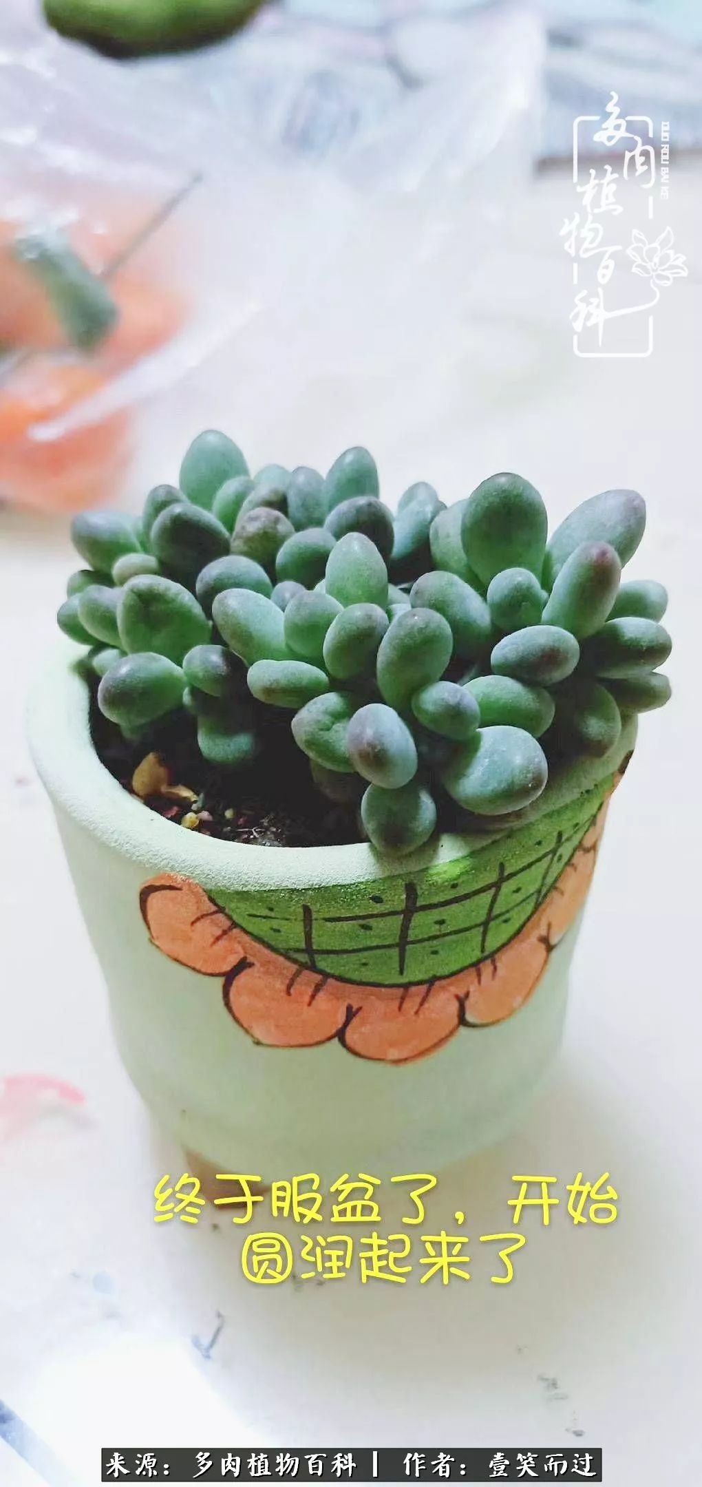 跌入神坛的多肉,跌入凡间的精灵舞蹈完整版