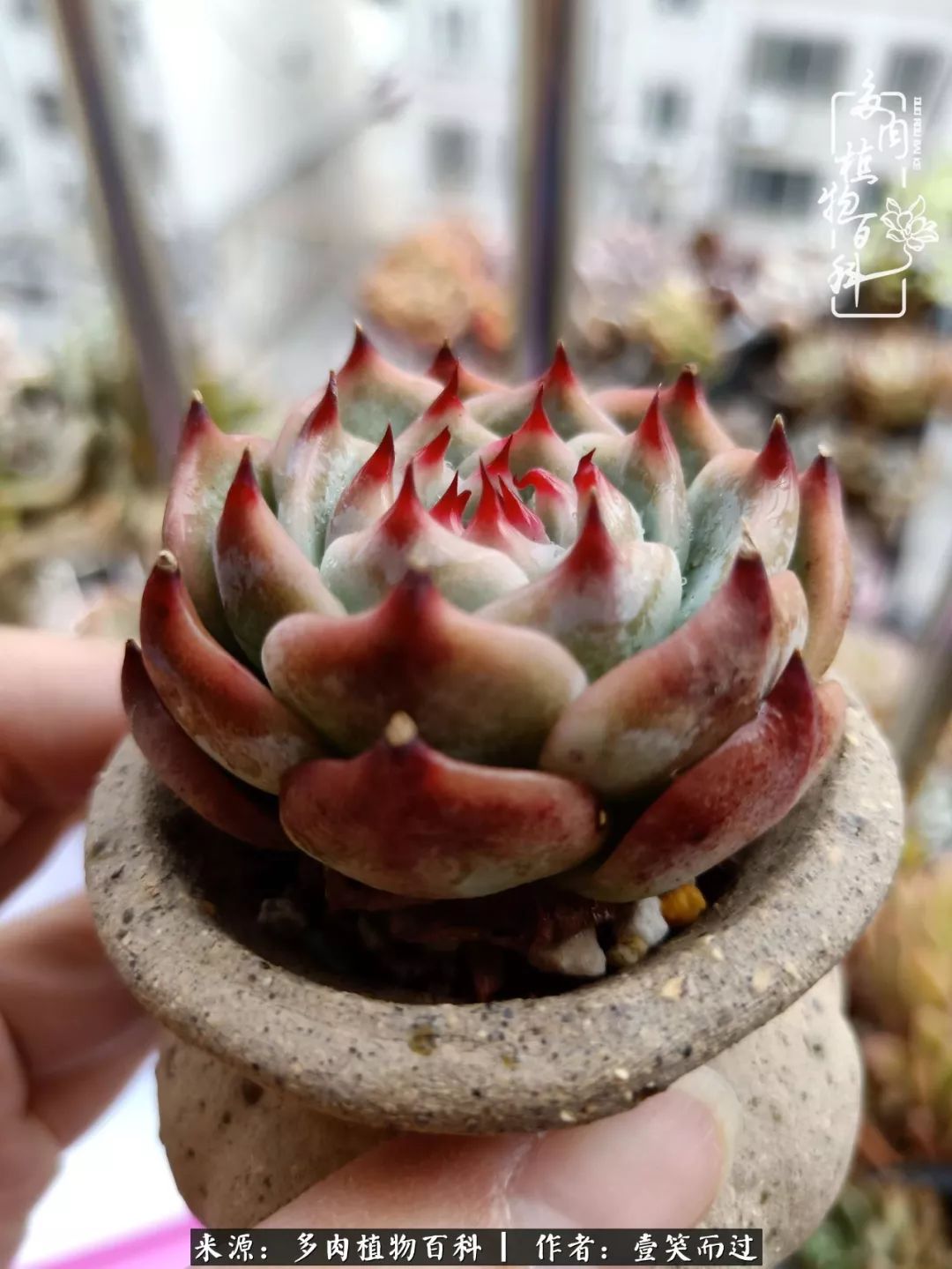 跌入神坛的多肉,跌入凡间的精灵舞蹈完整版