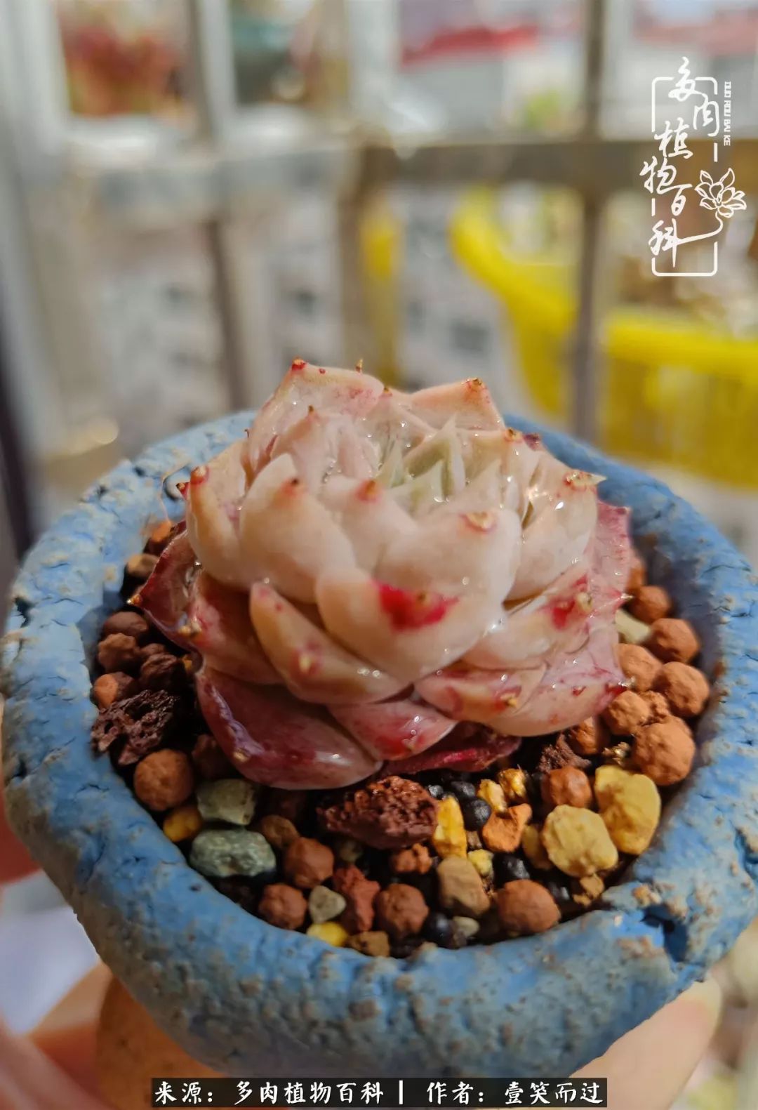 跌入神坛的多肉,跌入凡间的精灵舞蹈完整版