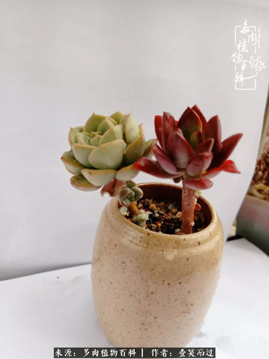 跌入神坛的多肉,跌入凡间的精灵舞蹈完整版