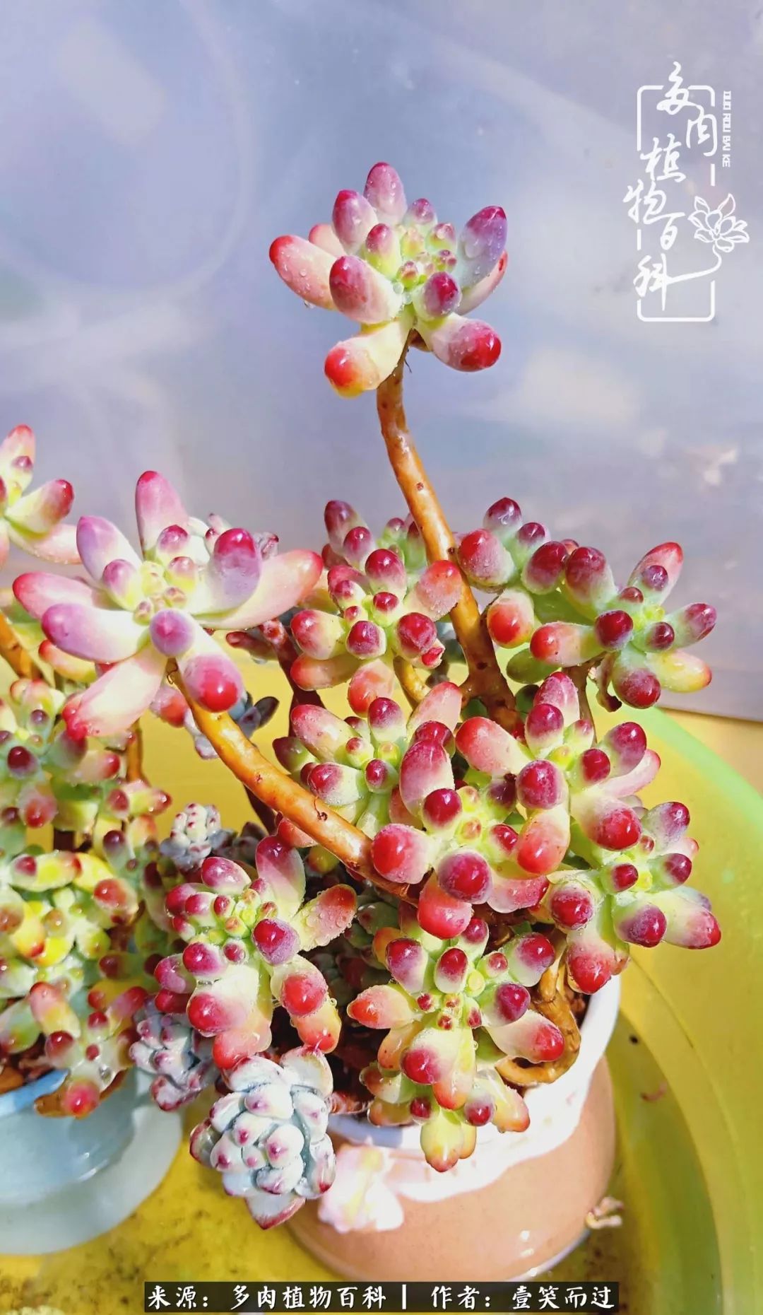 跌入神坛的多肉,跌入凡间的精灵舞蹈完整版