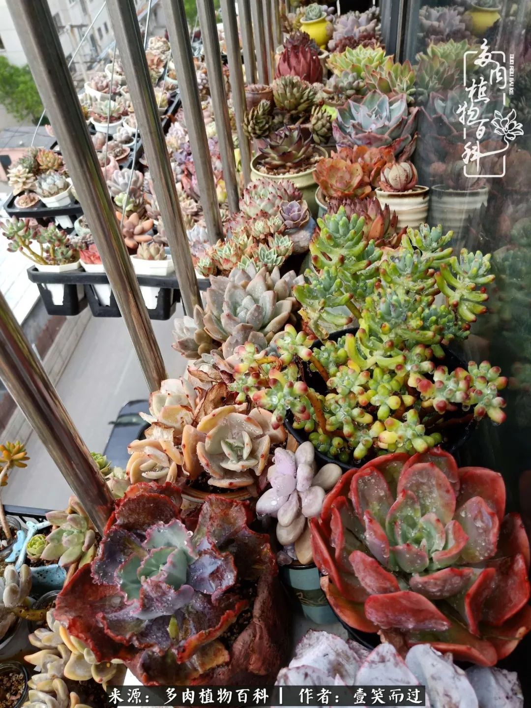 跌入神坛的多肉,跌入凡间的精灵舞蹈完整版