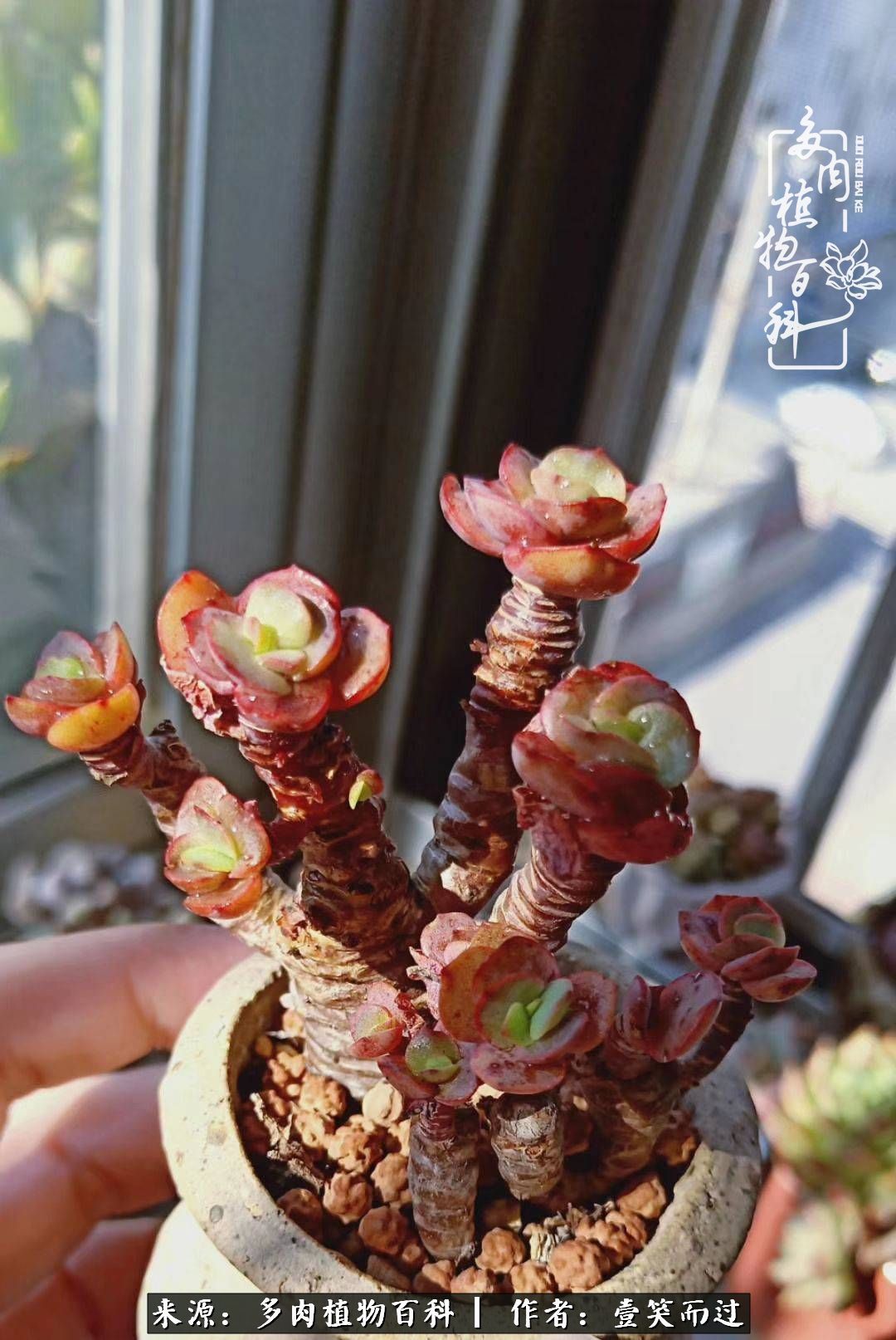 跌入神坛的多肉,跌入凡间的精灵舞蹈完整版