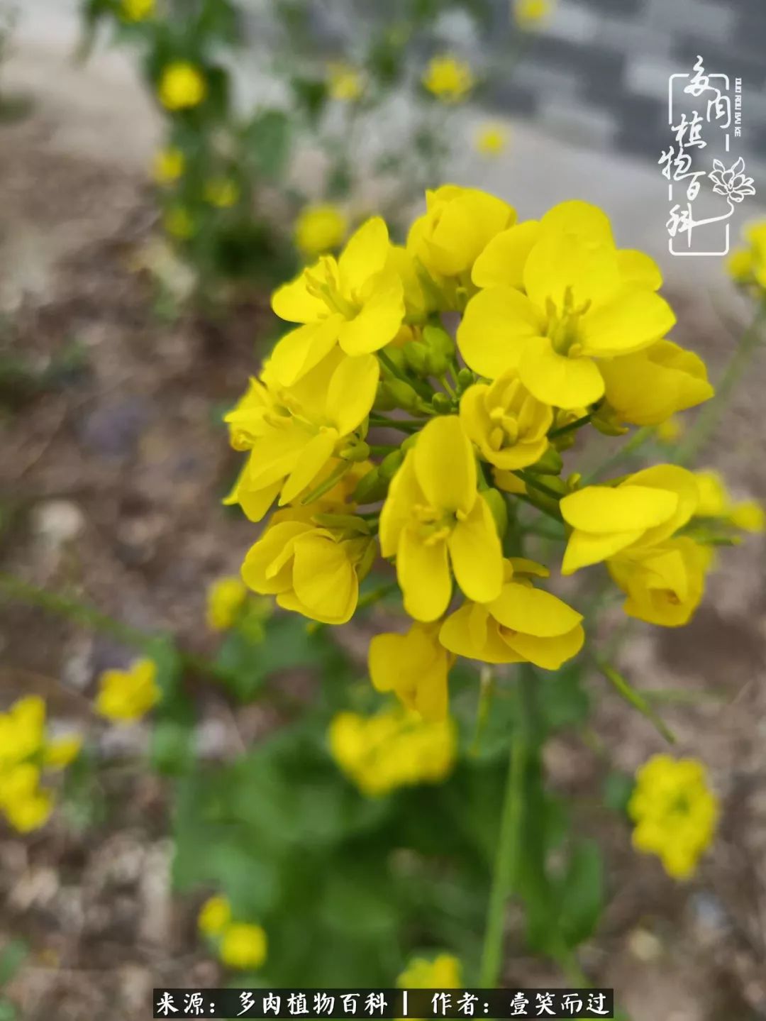 跌入神坛的多肉,跌入凡间的精灵舞蹈完整版