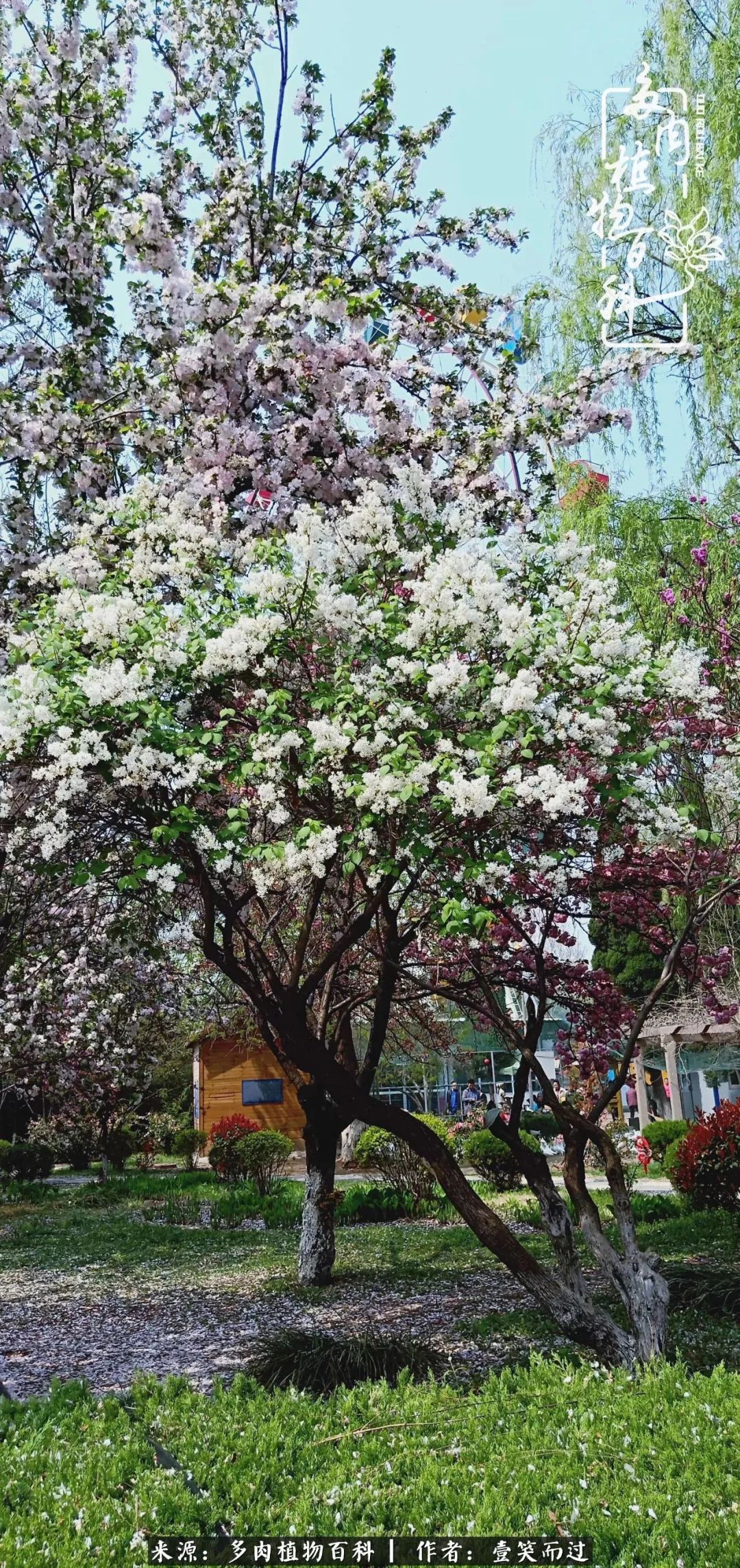 跌入神坛的多肉,跌入凡间的精灵舞蹈完整版