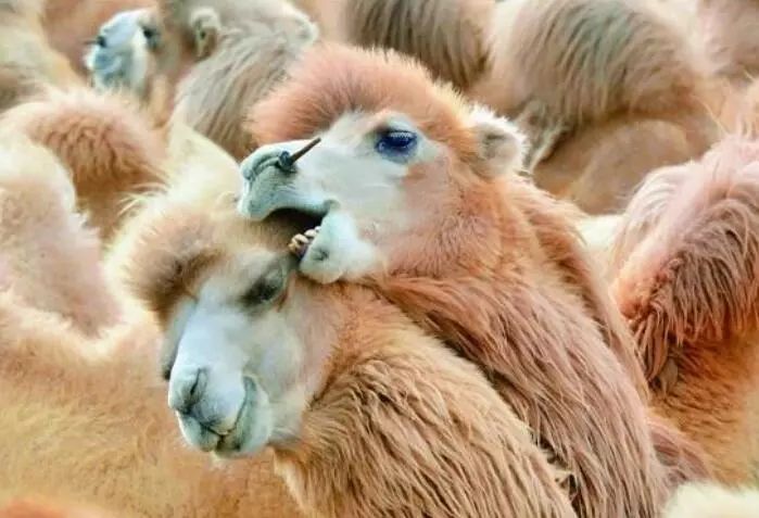 内蒙古有这么多特色之乡,内蒙古长调之乡