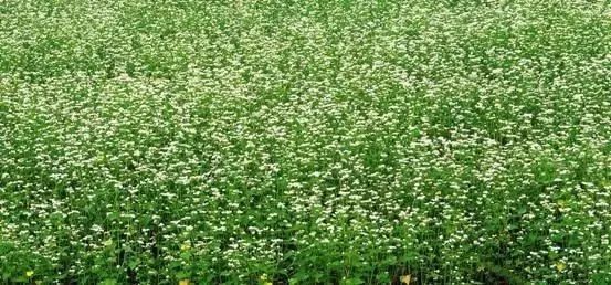 内蒙古有这么多特色之乡,内蒙古长调之乡