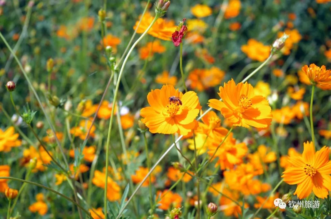 钦州花卉小镇旅游攻略,北部湾花卉小镇最佳观赏时间