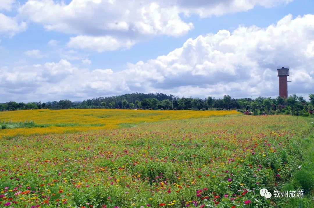 钦州花卉小镇旅游攻略,北部湾花卉小镇最佳观赏时间