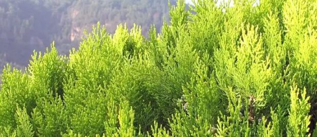 平价的防晒乳液,好用的防晒乳液